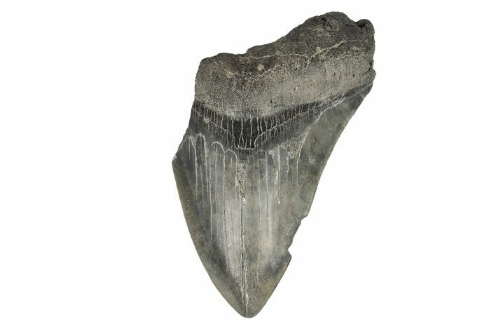 Partial Megalodon Tooth - Serrated Blade #194000